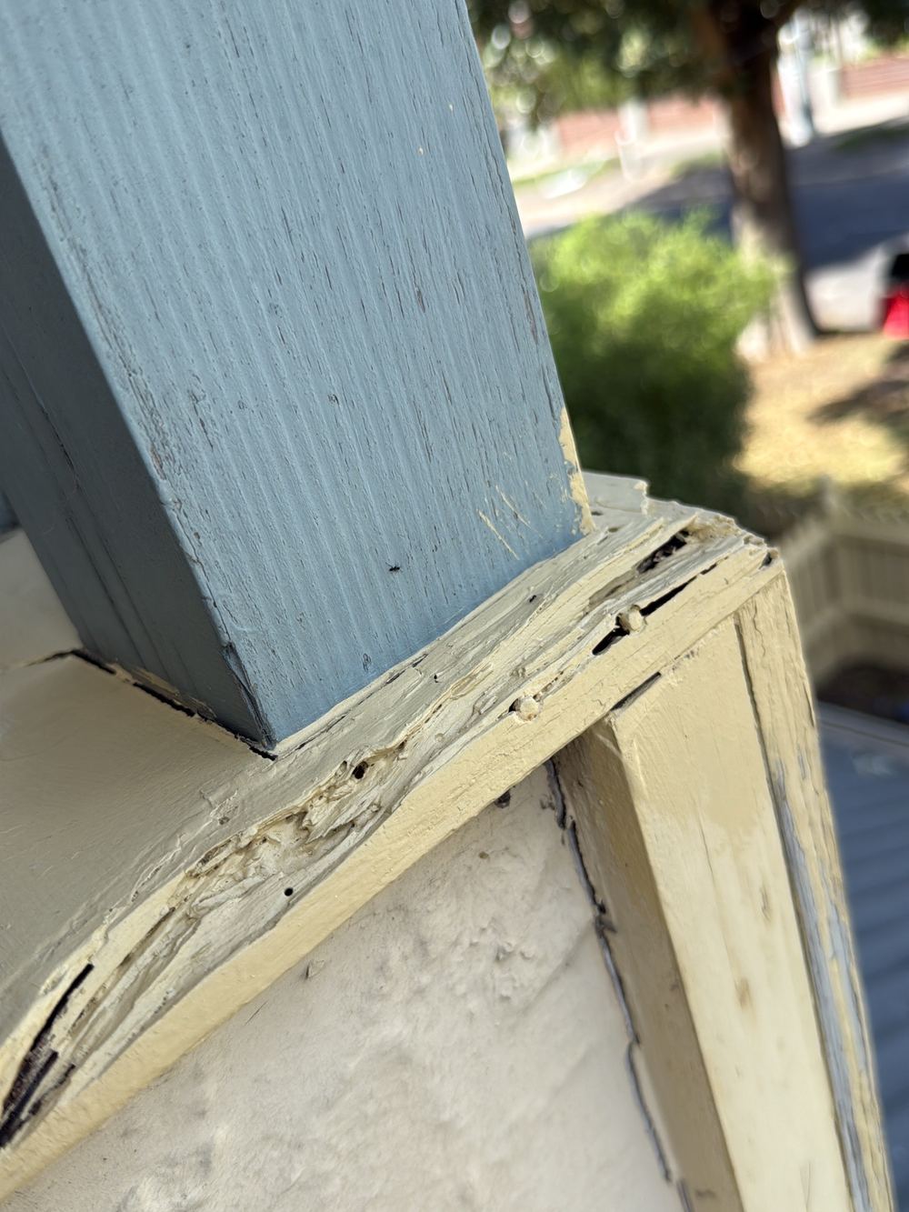 What a timber pest inspection can and cannot tell you